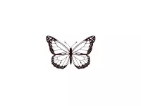 papillon-nocturne-x5